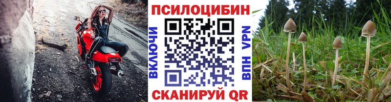 Псилоцибиновые грибы Psilocybine cubensis Елабуга